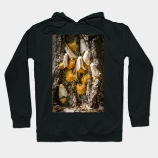 Gypsy Moths 2 Hoodie